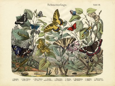 Butterflies by German School
